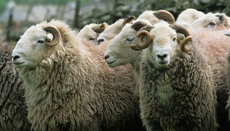 Why Wool: A Guide to the Eco-Properties of this Natural Fiber