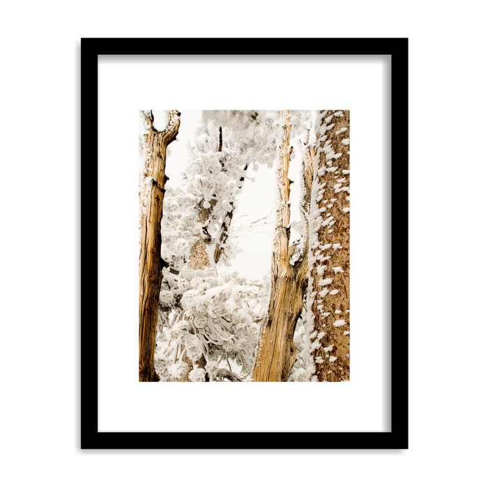 "Winter Trees, Sierras California" Framed Print Art Print Lindsay Upson Photography   