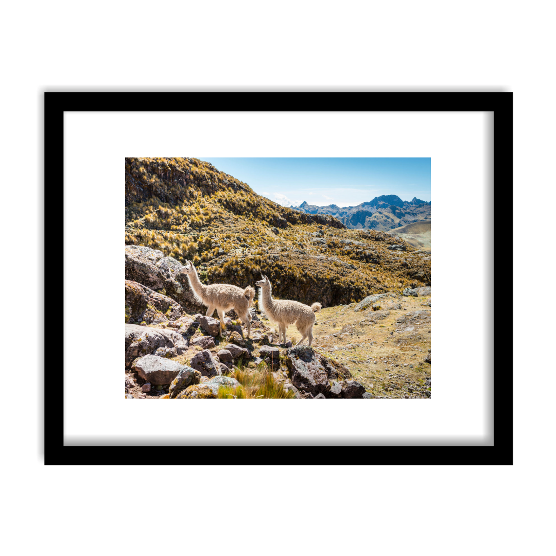 "Andean Alpaca" Framed Print Art Print Lindsay Upson Photography 11" x 14" Finished Frame Black 