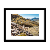 "Andean Alpaca" Framed Print Art Print Lindsay Upson Photography 11" x 14" Finished Frame Black 