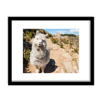 "Friendly Alpaca" Framed Print Art Print Lindsay Upson Photography 11" x 14" Framed Black 