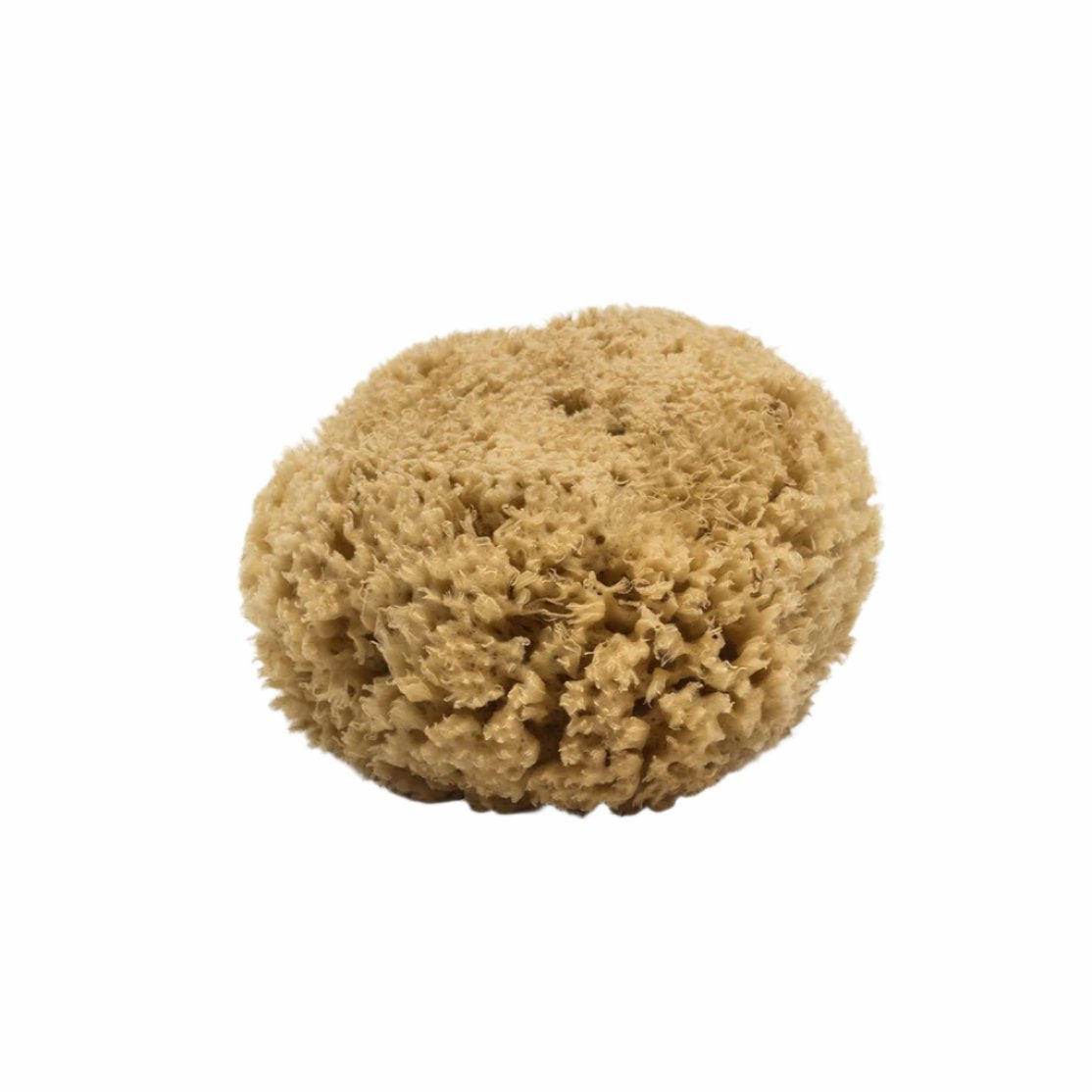 Natural Sea Sponge Sponge Fredericks & Mae   