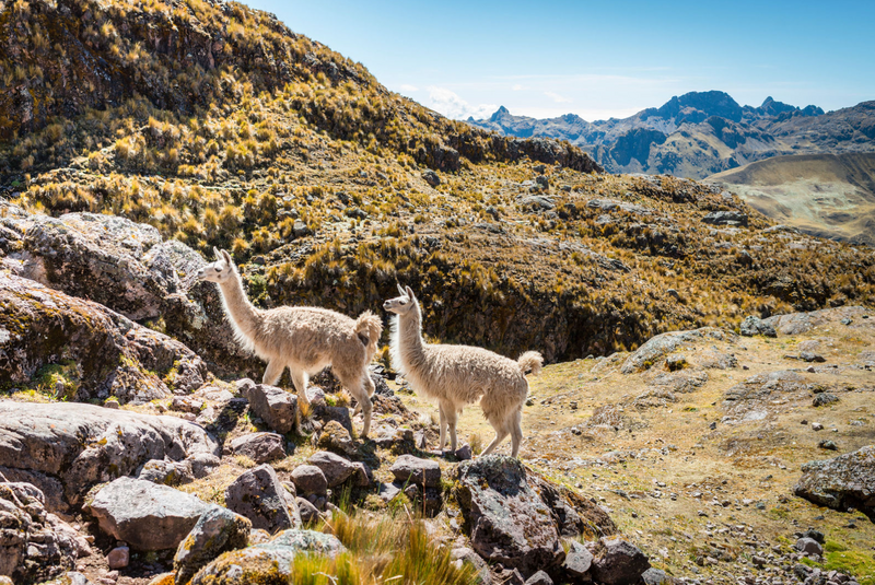 "Andean Alpaca" Framed Print Art Print Lindsay Upson Photography   