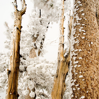 "Winter Trees, Sierras California" Framed Print Art Print Lindsay Upson Photography   